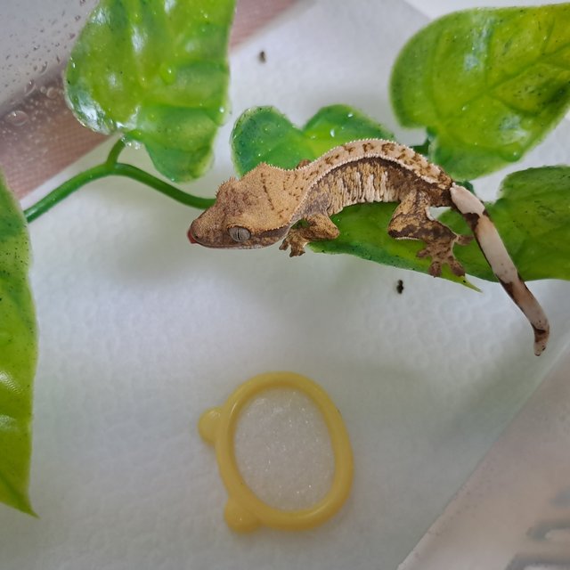 텐저린 트라이 익스트림할리퀸 화이트