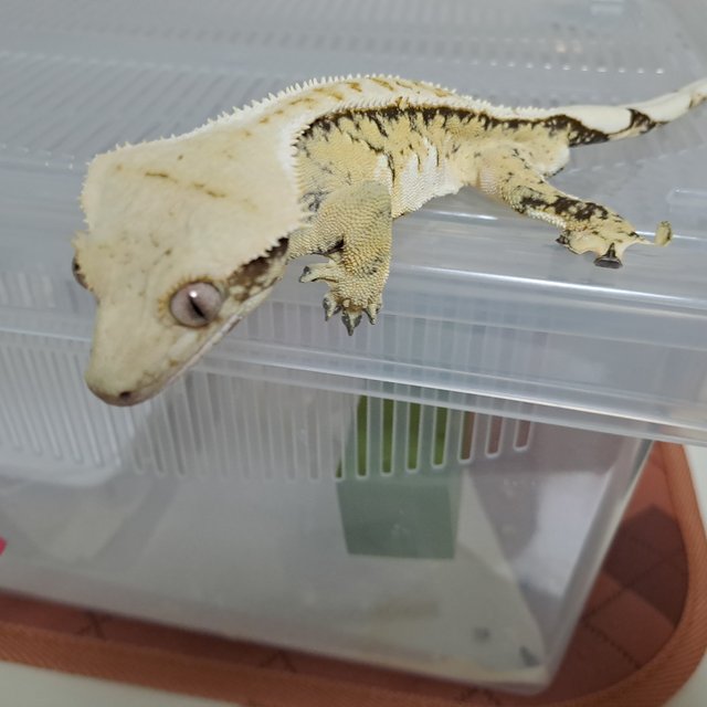 옐로우 트라이 익스트림할리퀸 화이트