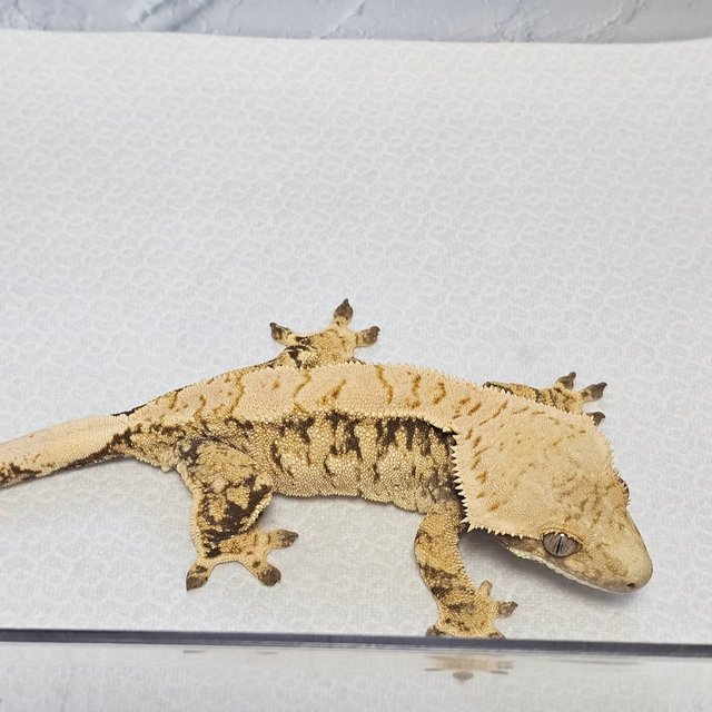 드리피 익스트림할리퀸