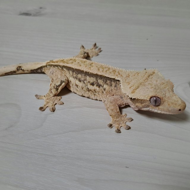 노멀 텐저린 트라이