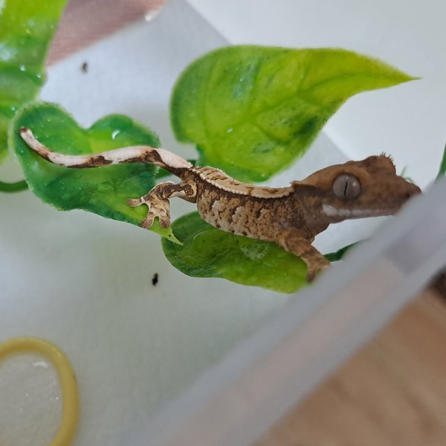 텐저린 트라이 익스트림할리퀸 화이트