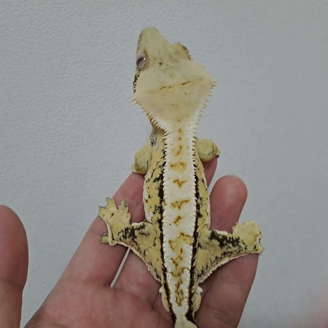 옐로우 트라이 익스트림할리퀸 화이트