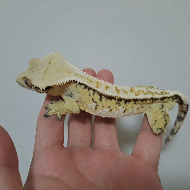 옐로우 트라이 익스트림할리퀸 화이트