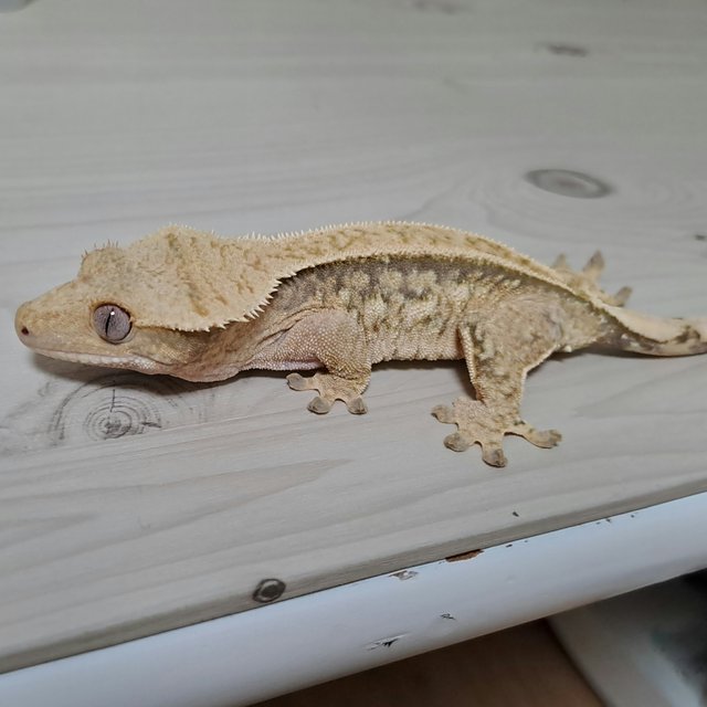 노멀 텐저린 트라이