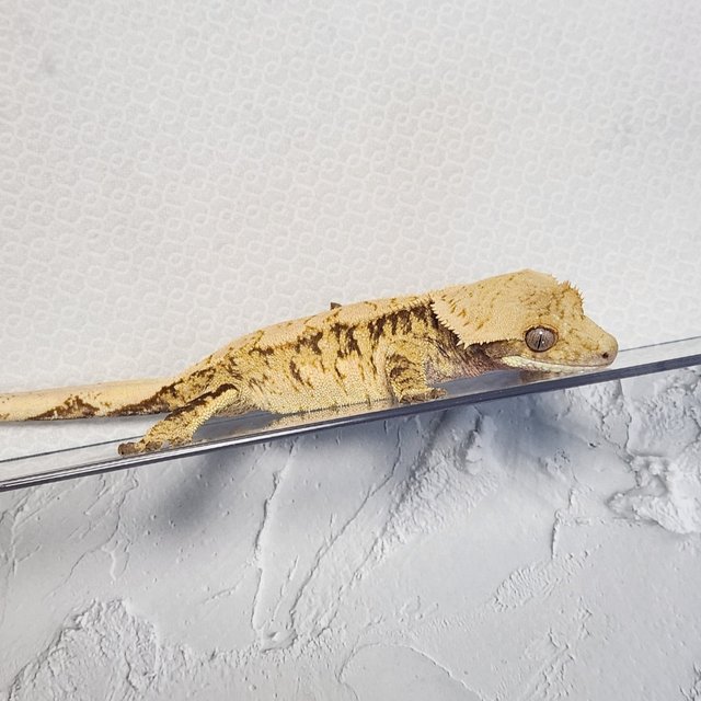 드리피 익스트림할리퀸