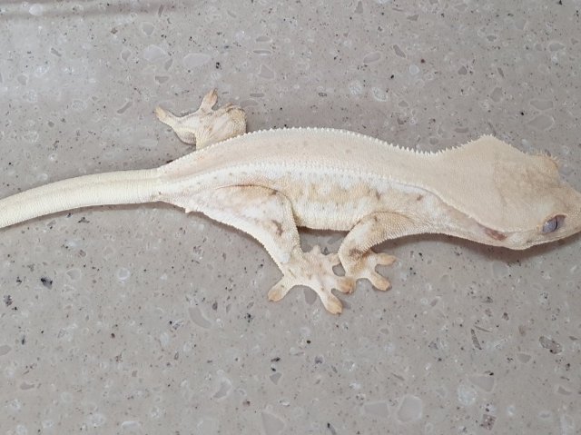 릴리화이트 솔리드백