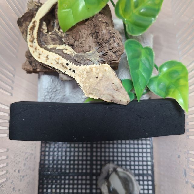 할리퀸