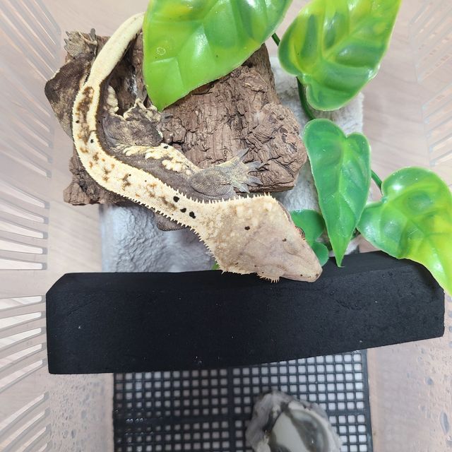할리퀸