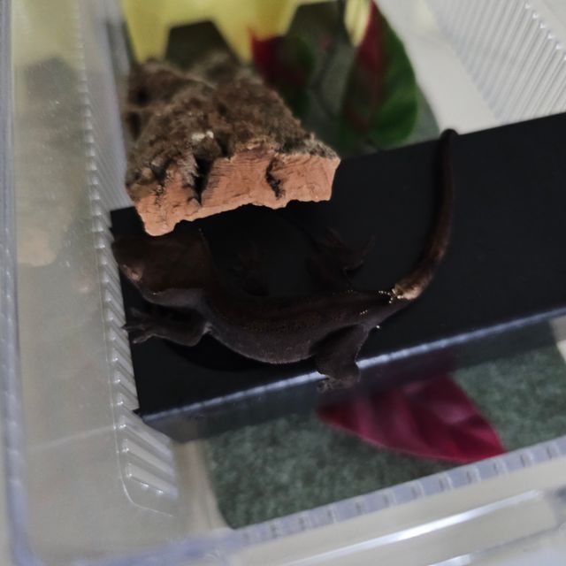 챠콜 카푸치노