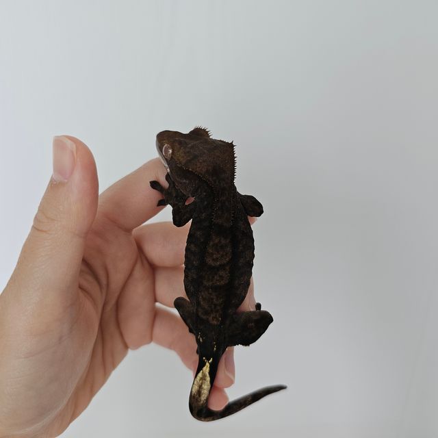 챠콜