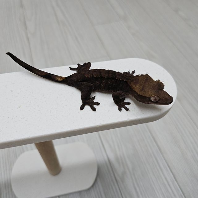 챠콜
