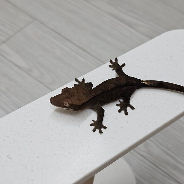 챠콜 카푸치노 팬텀