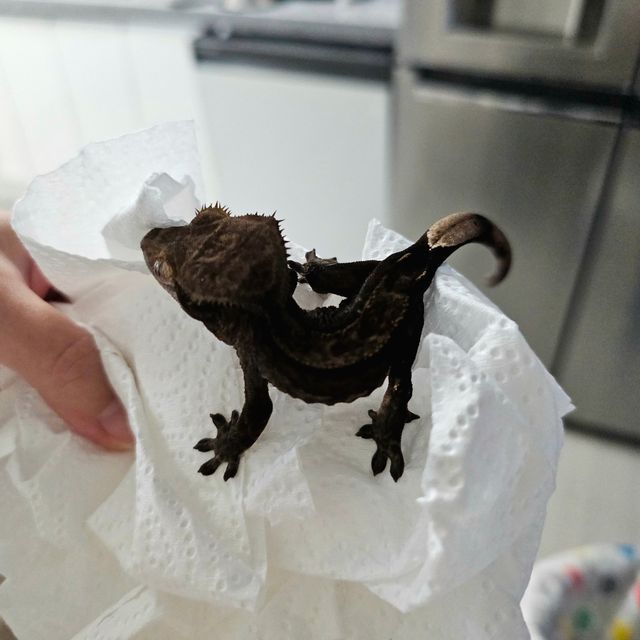 챠콜