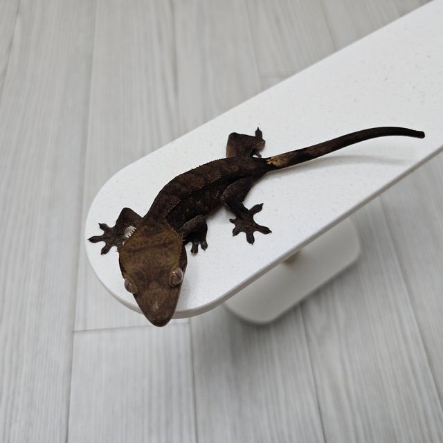 챠콜