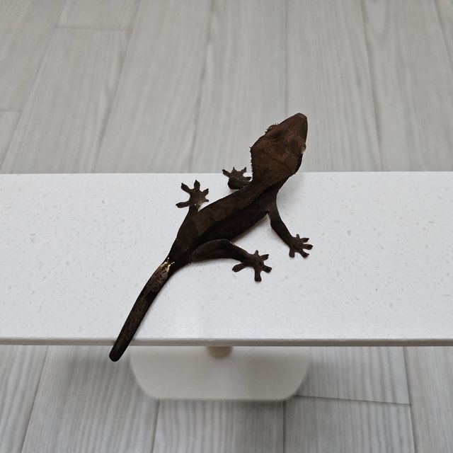 챠콜 카푸치노 팬텀