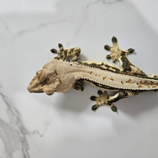 노멀 블랙 화이트