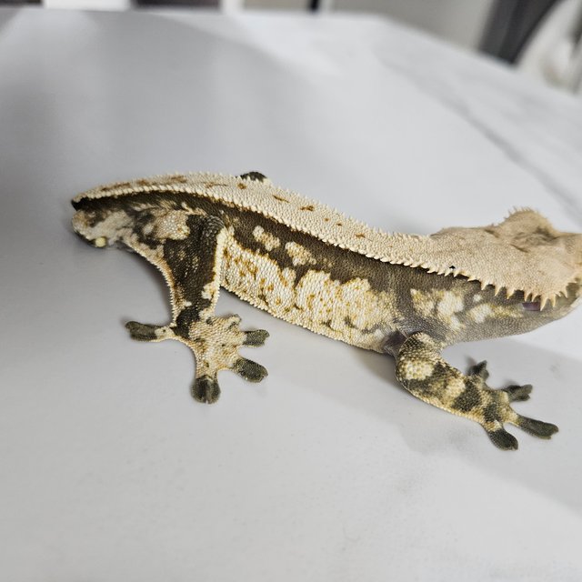 노멀 블랙 화이트