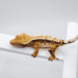 레이지 노멀 트라이