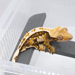 노멀 풀핀 화이트 트라이