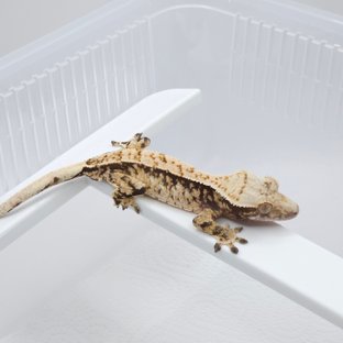 노멀 화이트스팟 트라이