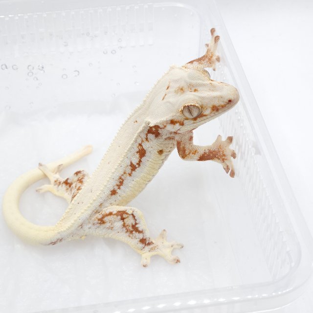 레드 릴리화이트