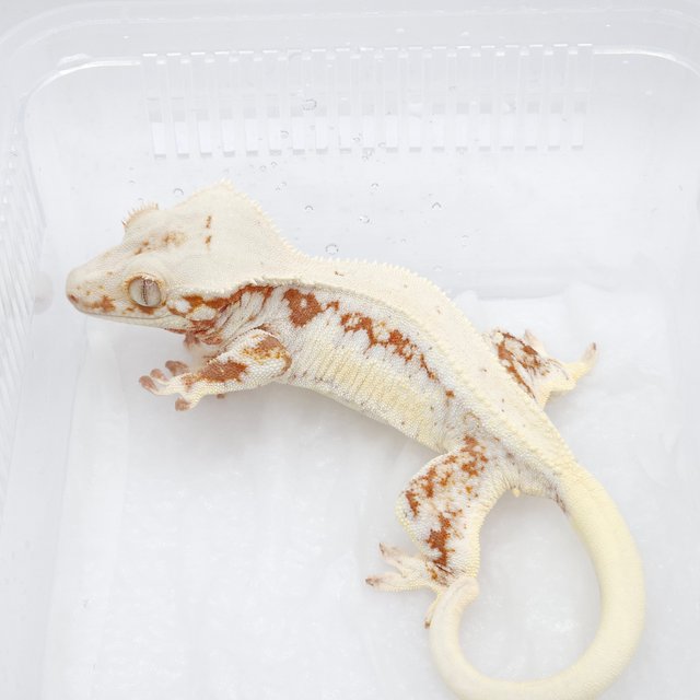 레드 릴리화이트