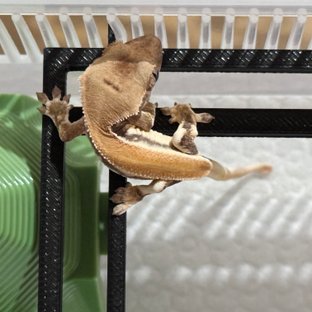 솔리드백 릴리화이트