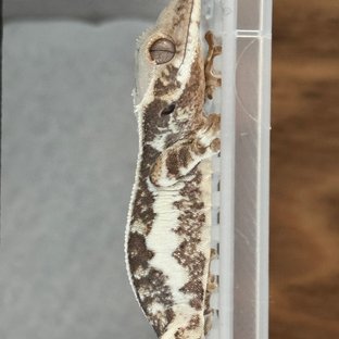 릴리화이트 솔리드백 화이트스팟