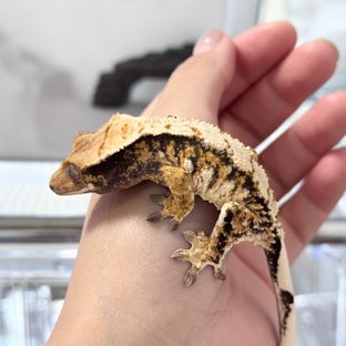 트라이 익스트림할리퀸 타이거