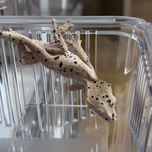 달마시안 슈퍼달마시안 레드