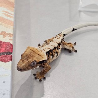 트라이 익스트림할리퀸 타이거