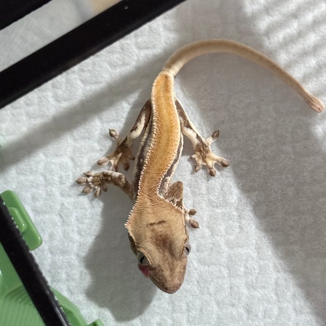 솔리드백 릴리화이트