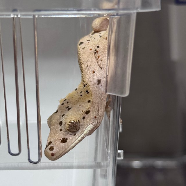 달마시안 슈퍼달마시안 레드