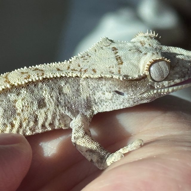 드리피 화이트스팟 화이트