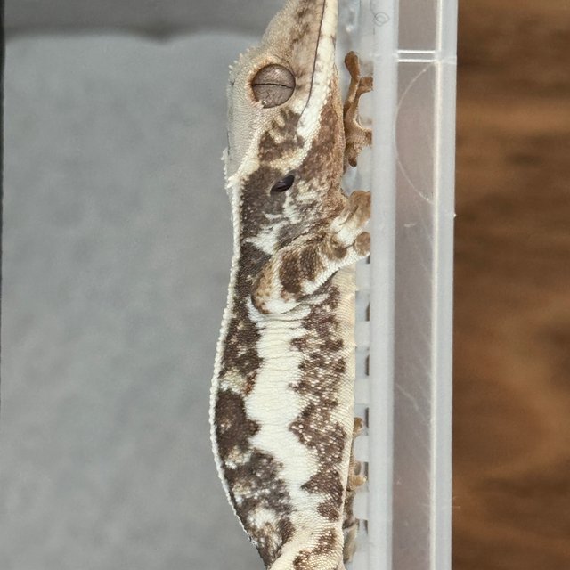 릴리화이트 솔리드백 화이트스팟