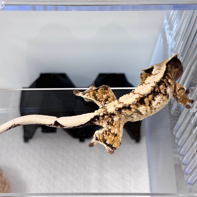 트라이 익스트림할리퀸 타이거