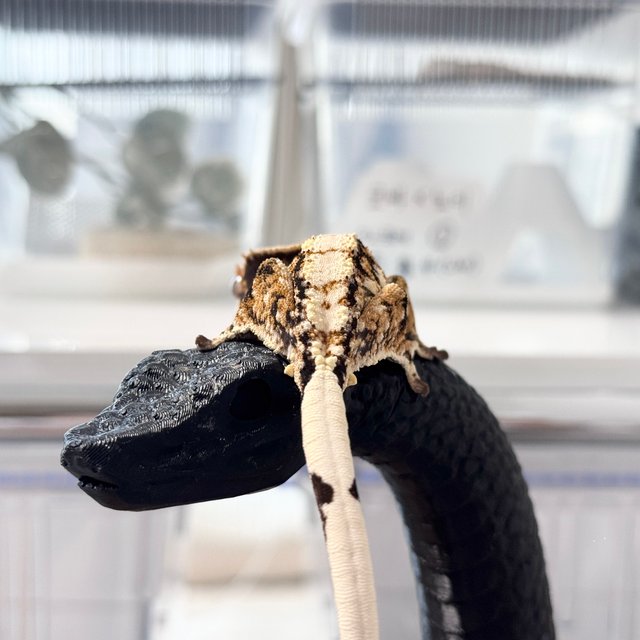 트라이 익스트림할리퀸 타이거