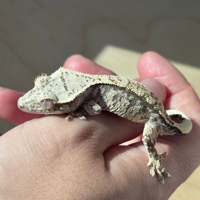 드리피 화이트스팟 화이트