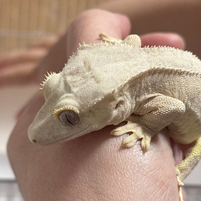 크림 팬텀 릴리화이트 크림시클 옐로우