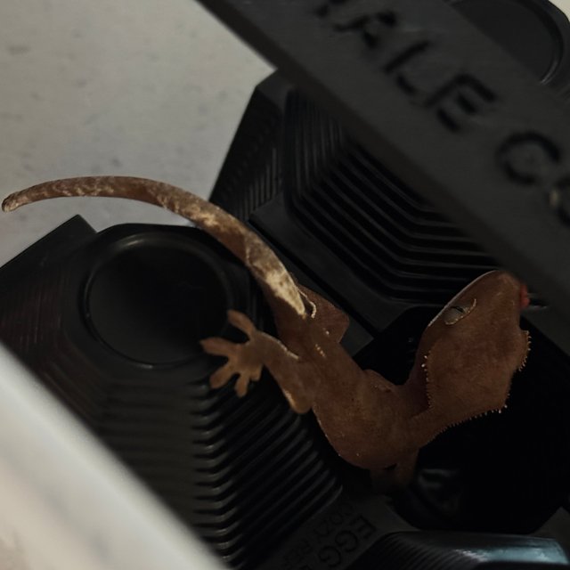 레드 바이 벅스킨