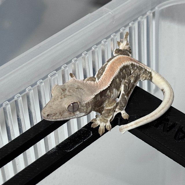 릴리화이트 솔리드백 화이트스팟