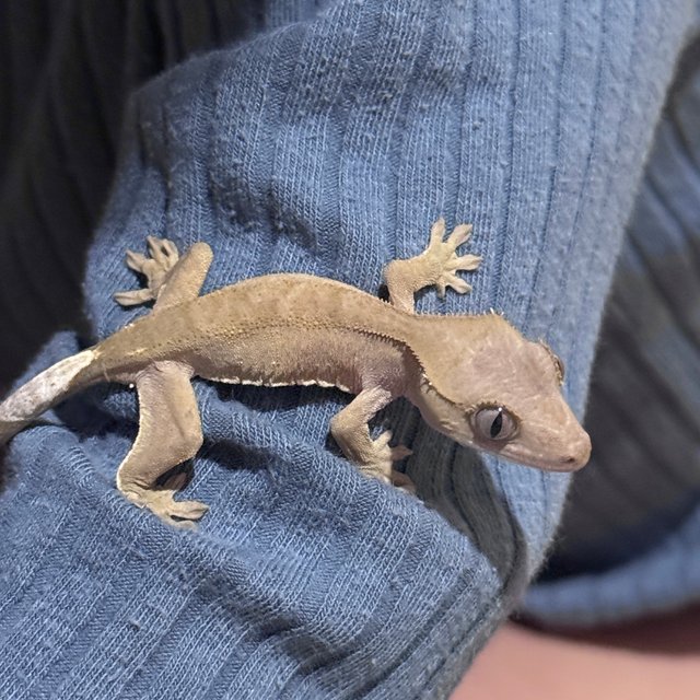 레드 바이 벅스킨