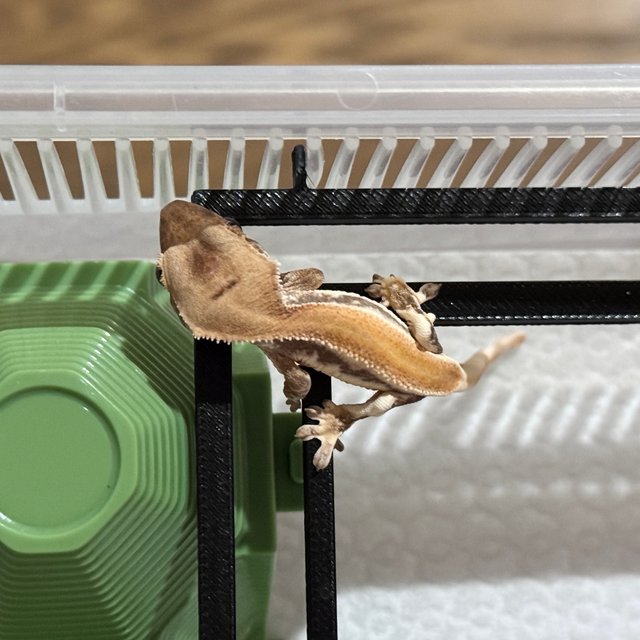 솔리드백 릴리화이트