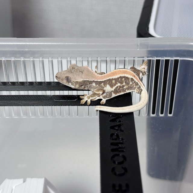 릴리화이트 솔리드백 화이트스팟