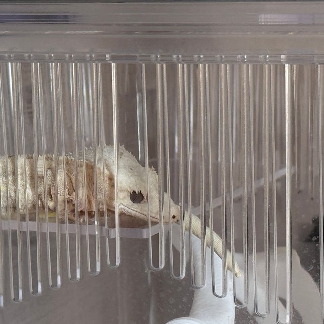 크림 팬텀 릴리화이트 크림시클 옐로우