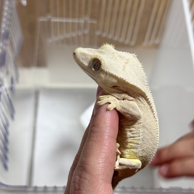 크림 팬텀 릴리화이트 크림시클 옐로우