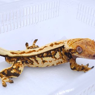 루피