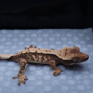 캔디라인 헷 아잔틱