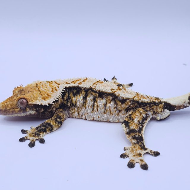 노멀 트라이 익스트림할리퀸