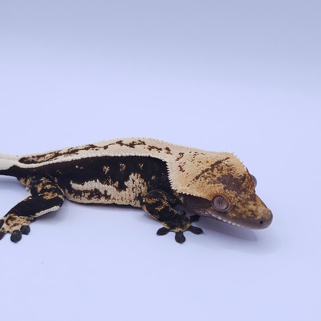 노멀 쿼드 풀핀